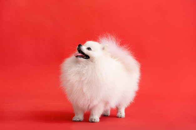 Cão raça pomeranian spitz engraçado fica em um fundo vermelho