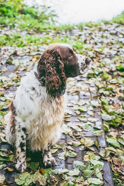 Cão raça springer inglês spaniel senta-se no parque outono