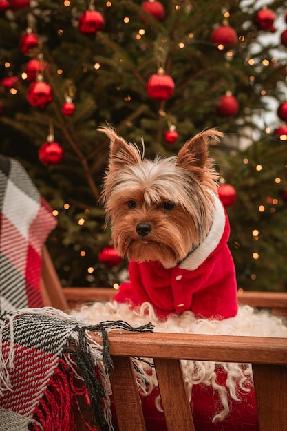 Cão raça Yorkshire terrier para as férias de Ano Novo Férias de Natal em um motor home O cachorro perto da árvore de Natal recebeu um presente na forma de um deleite