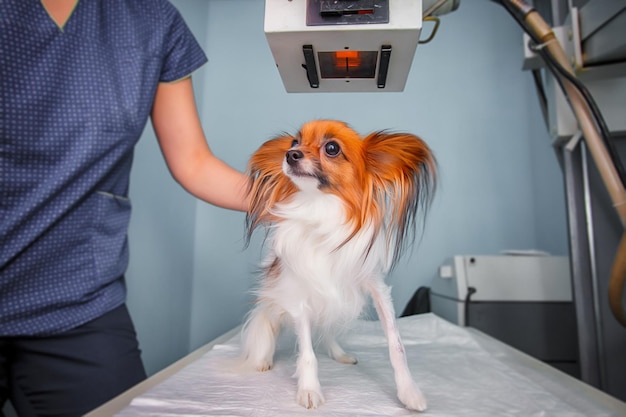 Cão recebendo um raio-x em uma clínica veterinária. Médico examinando cão na sala de raios-x.