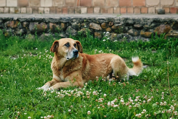 Cão redhaired encontra-se no gramado