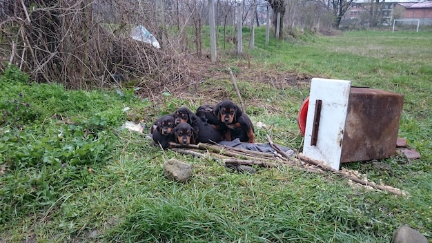 Cão relaxando em um campo gramado