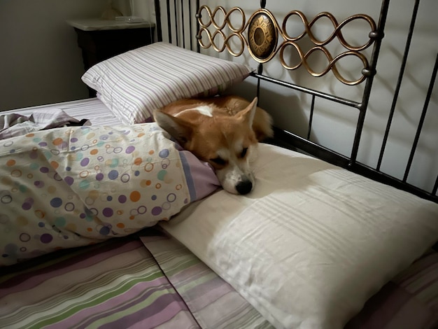 Foto cão relaxando na cama em casa