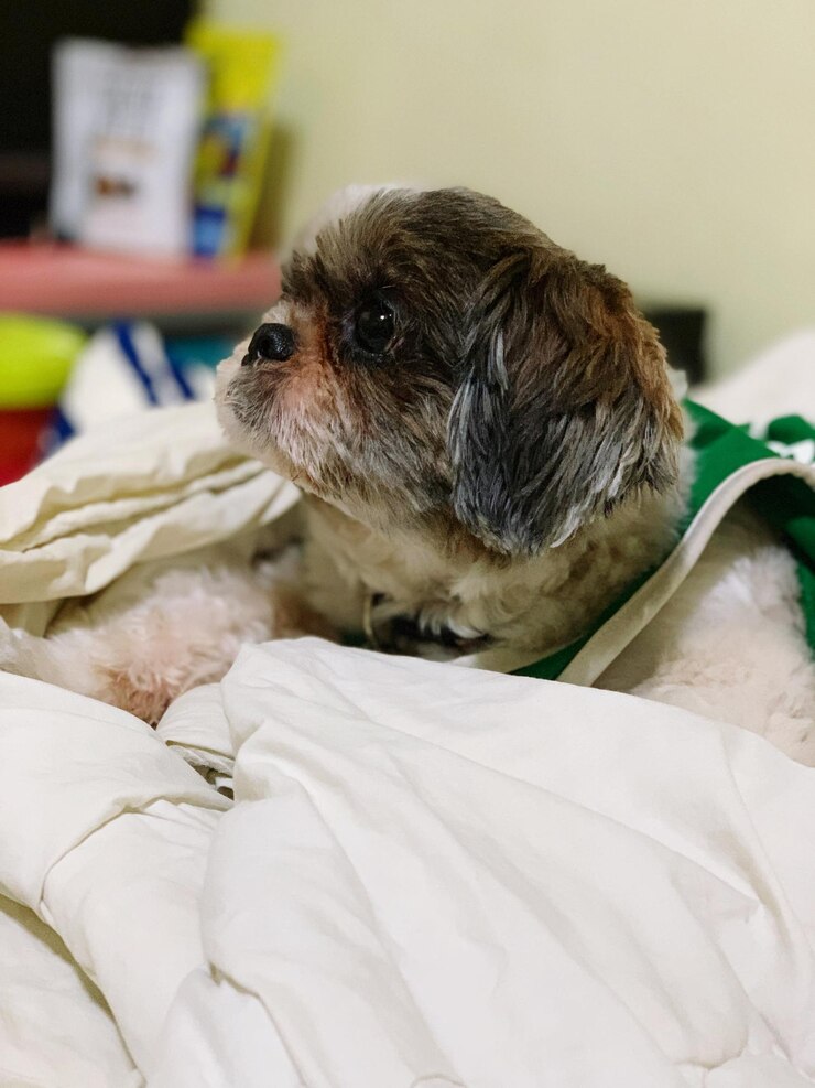Foto cão relaxando na cama em casa