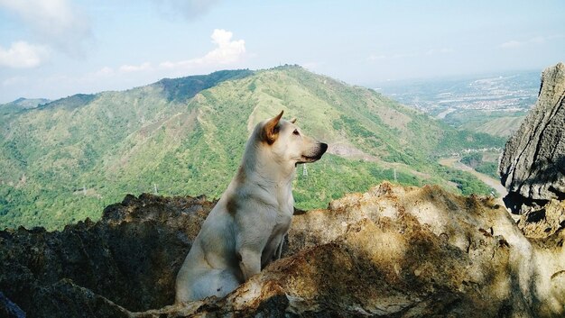 Foto cão relaxando na colina contra a montanha em um dia ensolarado