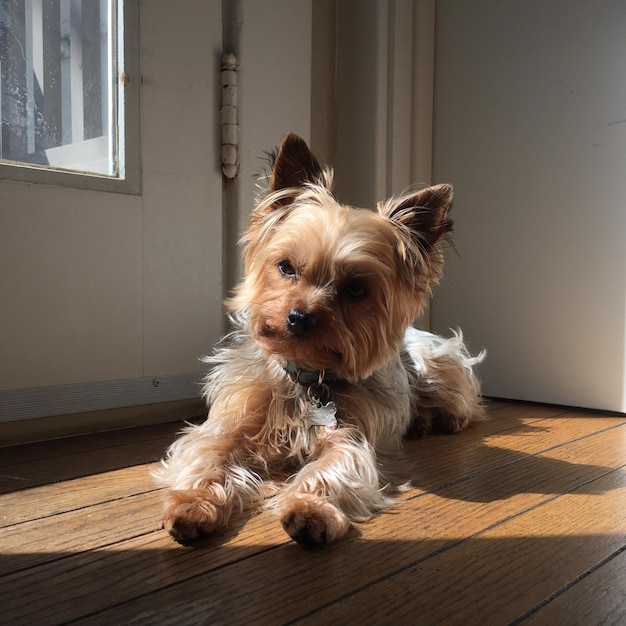 Cão relaxando no chão de madeira em casa