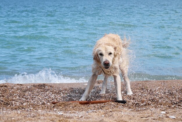 Cão retriever branco na praia