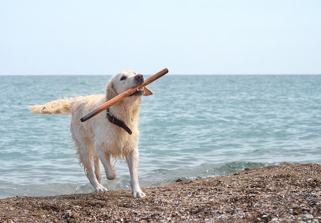 Cão retriever branco na praia