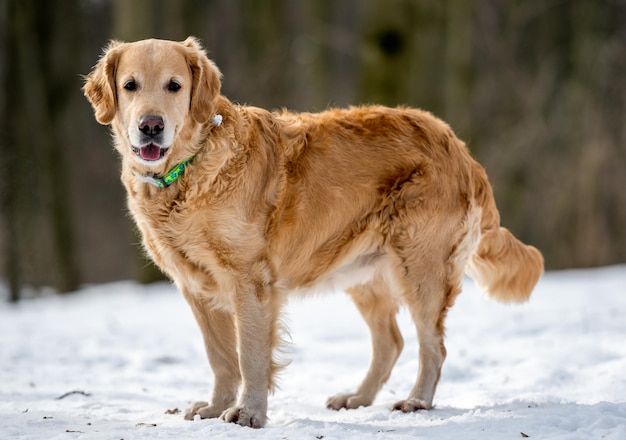 Cão retriever dourado andando em winter park com paisagem de neve. cachorro com coleira verde do lado de fora