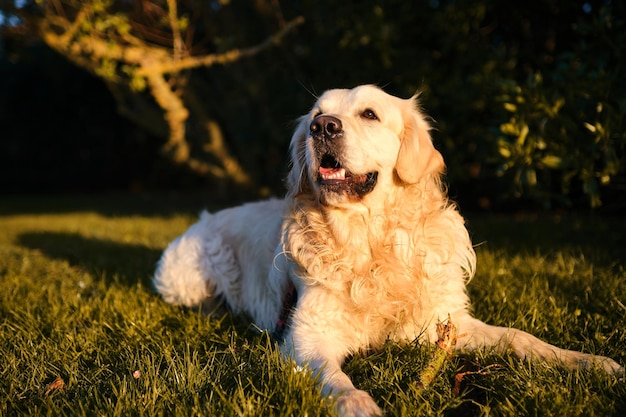 Cão retriever dourado bonito sentou-se com elegância em um gramado verde