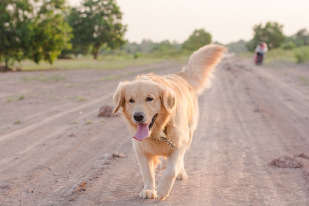 Cão retriever dourado correndo ao ar livre