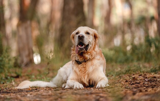 Cão retriever dourado deitado no chão da floresta. Fofo cão labrador de estimação puro-sangue na natureza com luz do dia