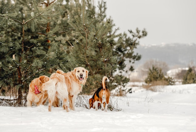 Cão retriever dourado e beagle no inverno