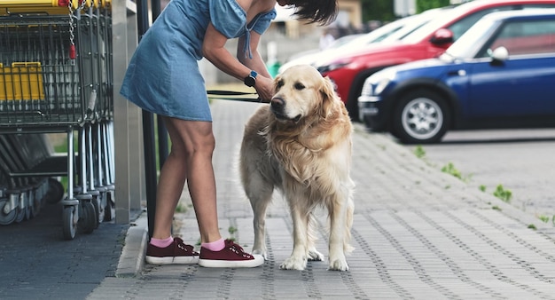 Cão retriever dourado esperando o dono na rua perto do supermercado menina tirando a coleira de raça pura