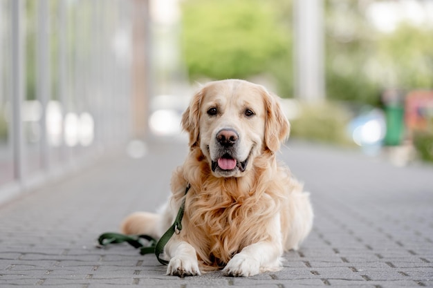 Cão retriever dourado na cidade