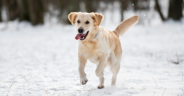 Cão retriever dourado no inverno