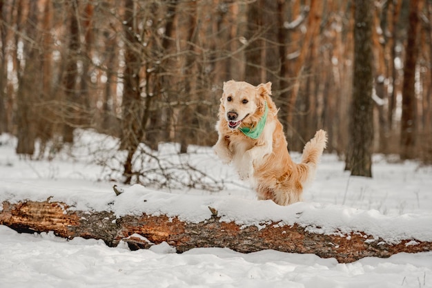 Cão retriever dourado no inverno