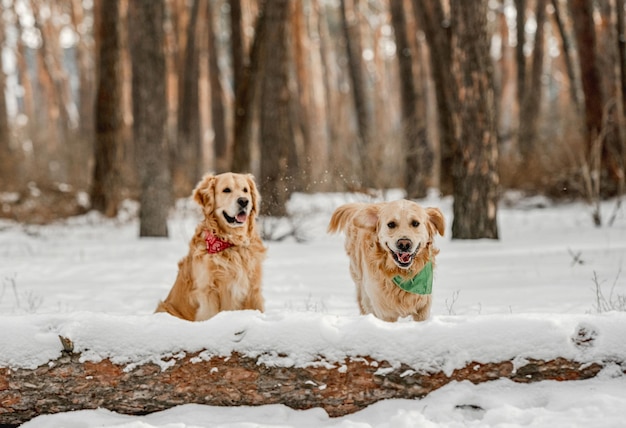 Cão retriever dourado no inverno