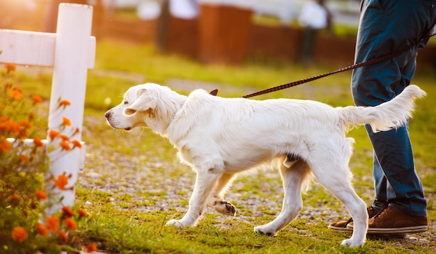 Cão retriever dourado no parque Melhor amigo horário de verão