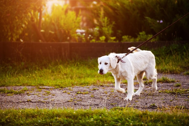 Cão retriever dourado no parque Melhor amigo horário de verão