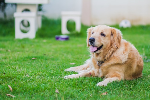 Cão retriever dourado no verde