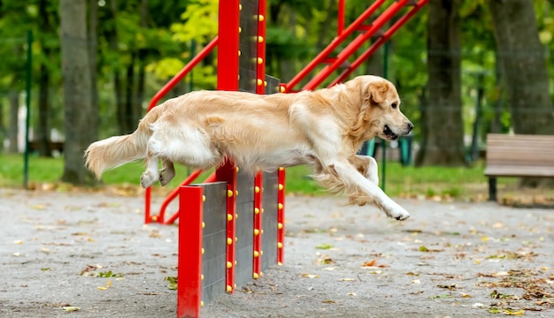 Cão retriever dourado se exercitando no parque outono ao ar livre, cachorro de raça pura pulando seguindo com