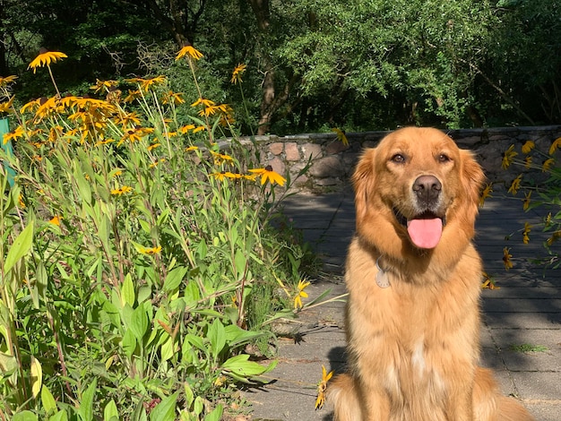 cão retriever senta-se entre canteiros de flores amarelas ao sol e sorri entre a vegetação