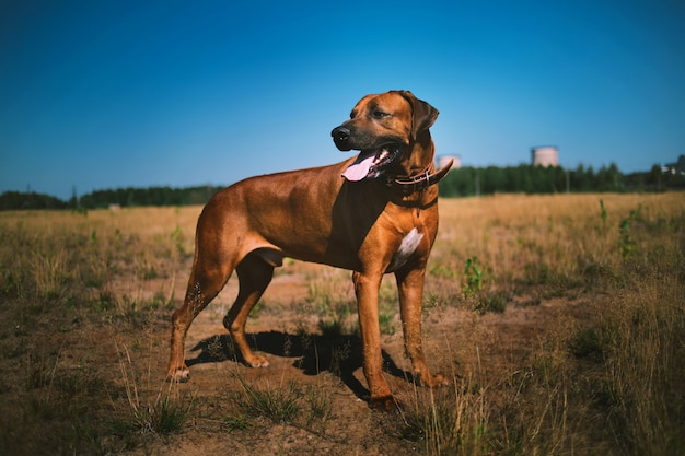 Cão rhodesian ridgeback caminhar ao ar livre em um campo