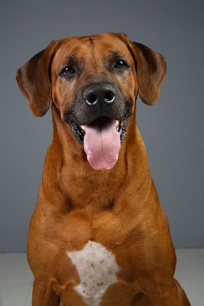 Cão Rhodesian Ridgeback isolado no fundo cinza no estúdio