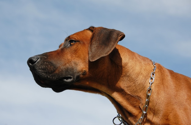 Cão Rhodesian Ridgeback