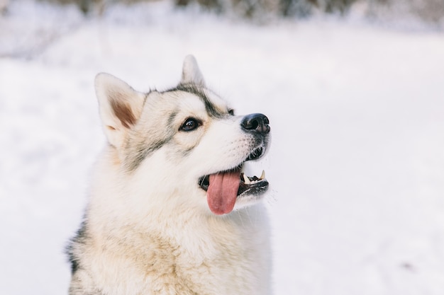 Cão ronco no campo nevado na floresta de inverno. Cão de pedigree. Cachorro brincalhão