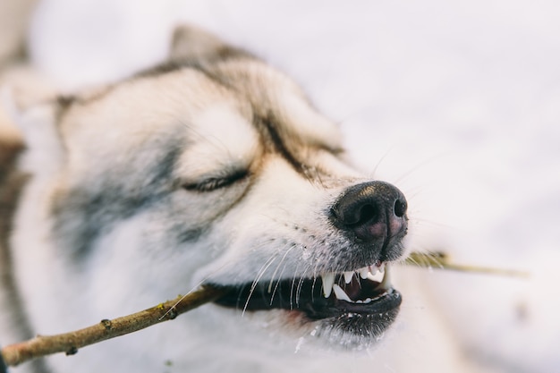 Cão ronco no campo nevado na floresta de inverno. cão de pedigree deitado na neve