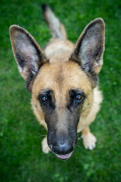 Cão rosto bonito pastor alemão retrato adulto