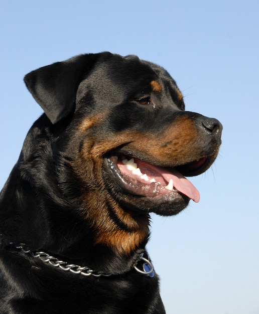 Cão Rottweiler com céu azul