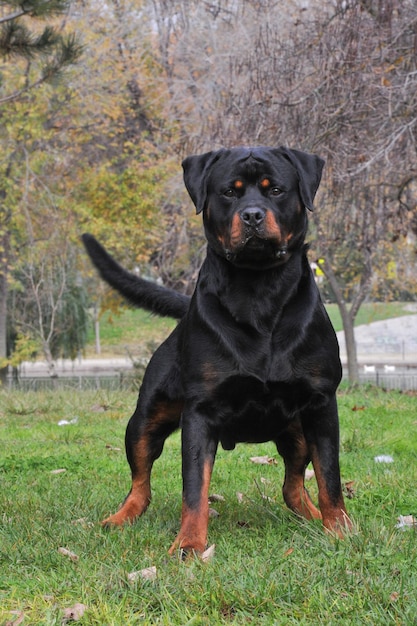 Cão Rottweiler em pé na grama