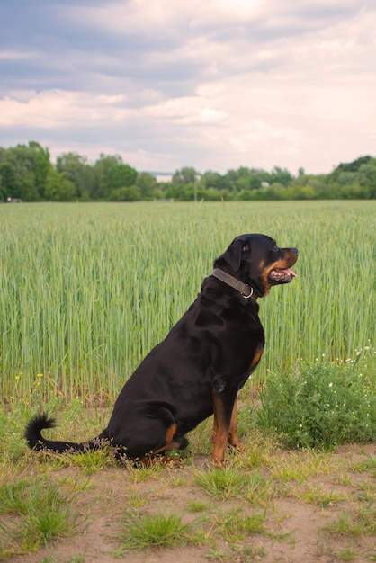 cão rottweiler na natureza segue os comandos do dono