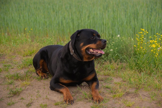 Cão rottweiler na natureza segue os comandos do dono