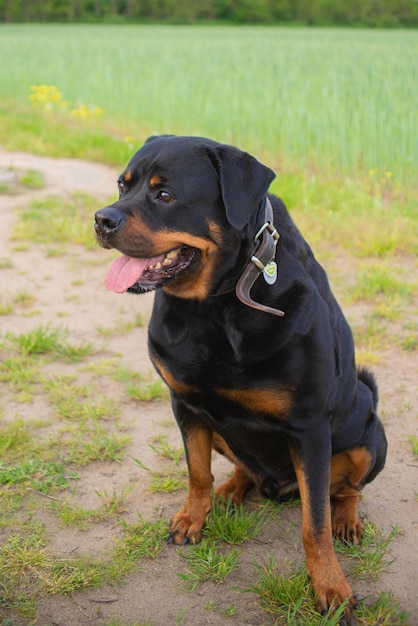 cão rottweiler na natureza segue os comandos do dono