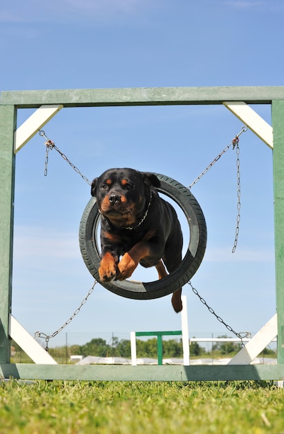 Foto cão rottweiler pulando