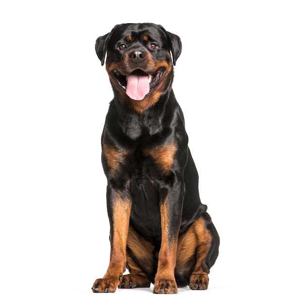 Cão Rottweiler sentado e ofegante, cortado