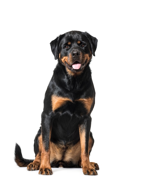 Cão Rottweiler sentado e ofegante