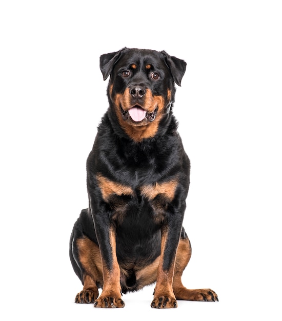 Cão Rottweiler sentado e ofegante