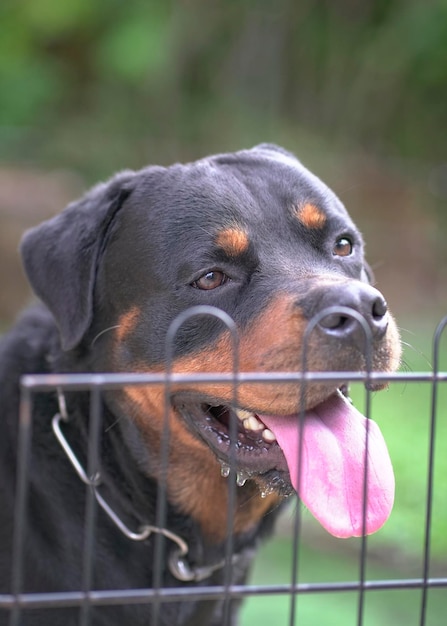 Cão rottweiler