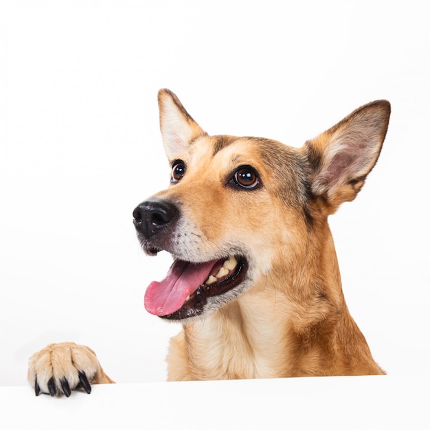 Foto cão ruivo sentado, olhando de lado, isolado no branco