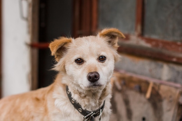 Cão ruivo triste em uma coleira em um fundo de parede de tijolos