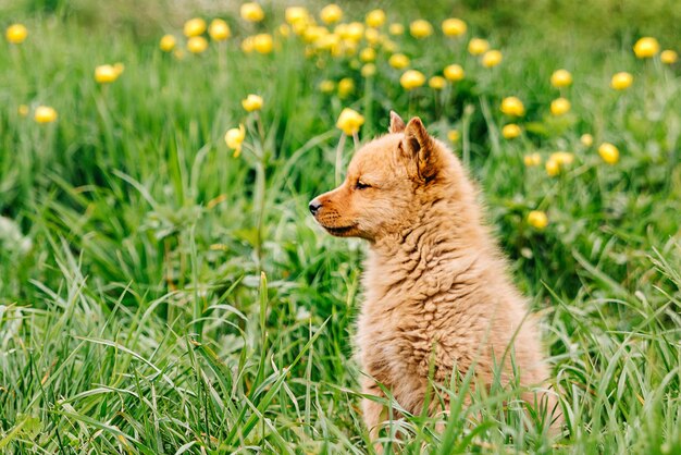 Cão ruivo um cachorro de pomerânia finlandês de um mês na grama com flores karelo cão finlandês