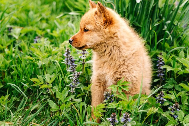 Foto cão ruivo um cachorro de pomerânia finlandês de um mês na grama com flores karelo cão finlandês