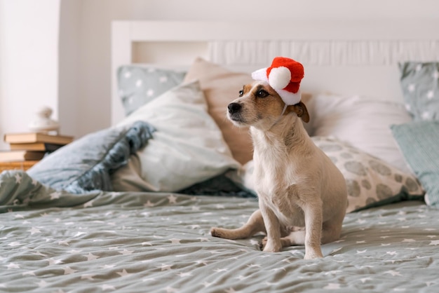 Cão Russell tendo relaxante sesta no quarto na cama com almofadas com vermelho