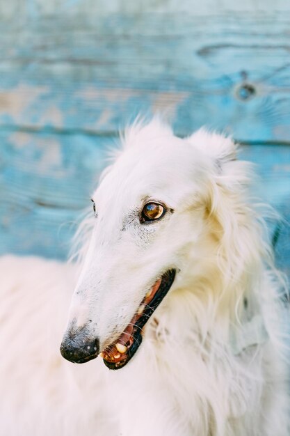 Foto cão russo borzoi cabeça de lobo