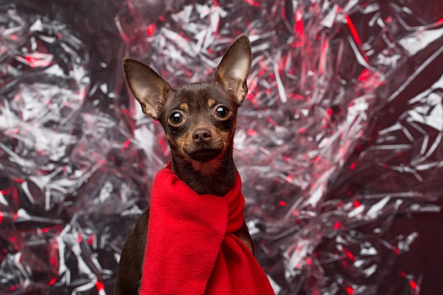 Cão russo Toy Terrier. feriado de Natal.